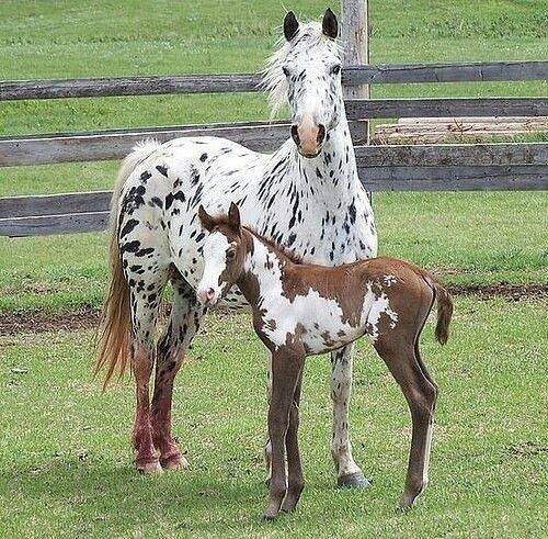 Gorgeous Appaloosa Mare with her Pinto Foal